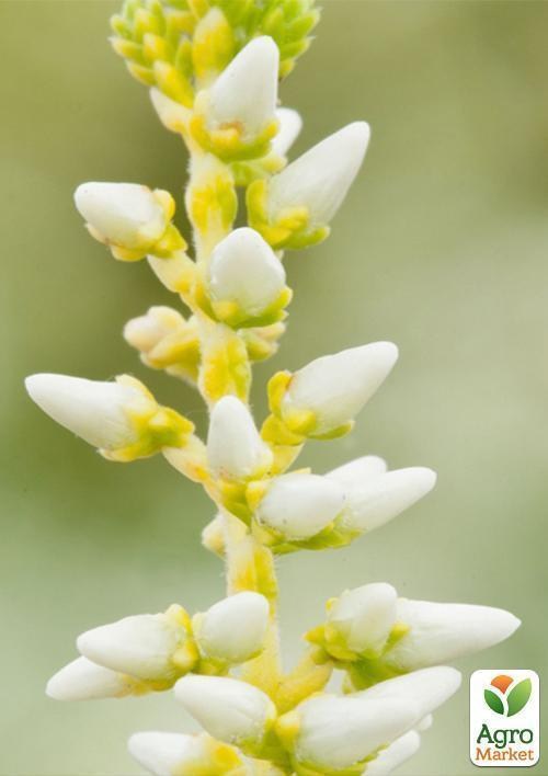 Верес звичайний "Anouk" - фото 2
