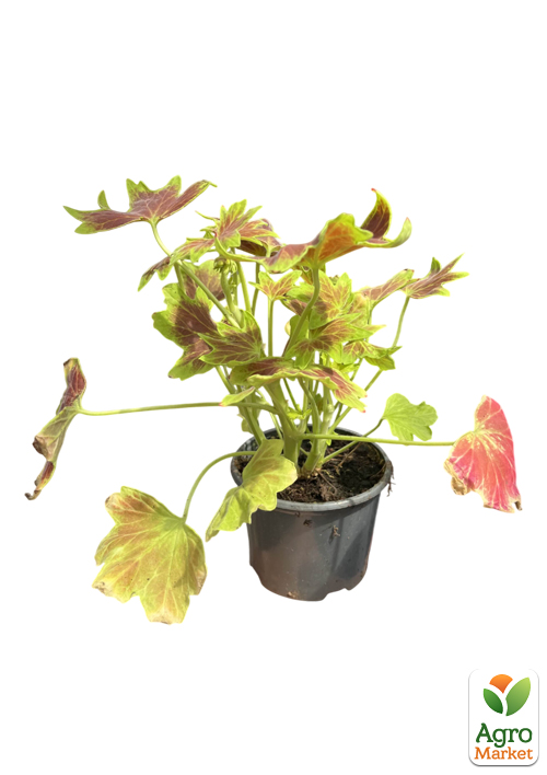 Пеларгонія строкатолиста "Toscana Choсolate" - фото 2