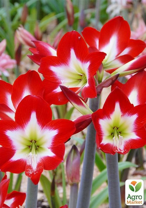 Амариллис "Tres Chic" 1шт в упаковке