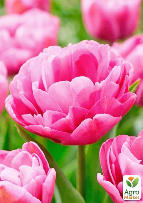 Тюльпан махровый "Table Dance" - фото 4