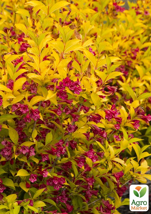 Вейгела "Aurea" (Weigela Florida)