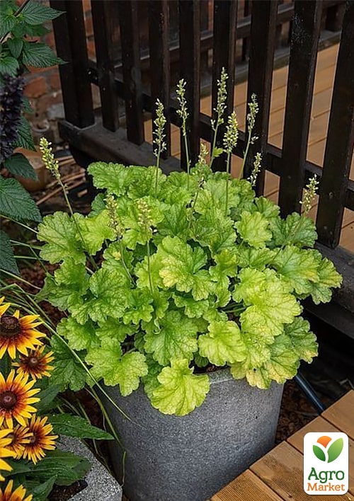 Гейхера (Heuchera) "Lime Americano" 