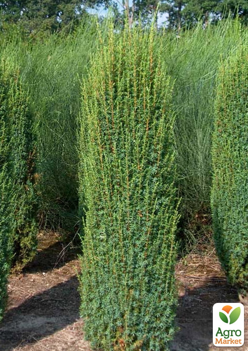 Можжевельник обыкновенный  "Hibernica" (ком/сетка) высота 160-170см