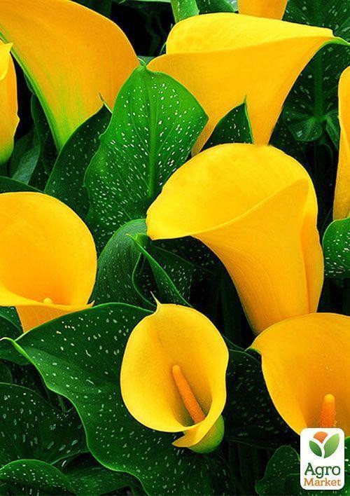 Калла "Black Magic" 1шт в упаковке