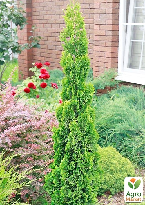 Туя западная "Spiralis Mini" С3, высота 30-40см - фото 2