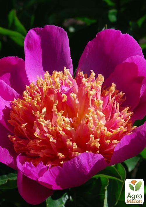 Пион травянистый "Tom Eckhart" 1шт в упаковке