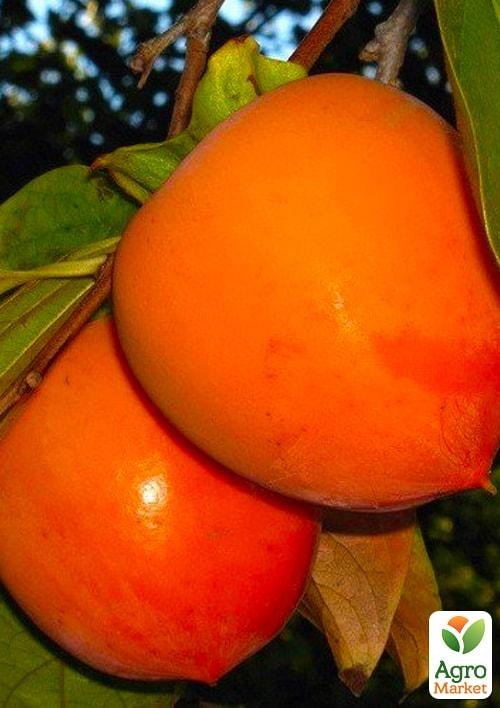 Хурма Росіянка (сіянець)