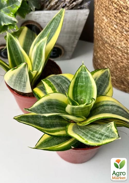 LMTD Сансевиерия "Golden Hahnii" высота растения 15-25см - фото 5