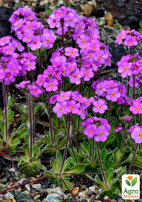 Проломник гіллястий (Androsace sarmentosa) Р9