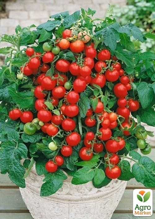 Томат кімнатний черрі "Prince Bayaya" (їстівний, детермінантний)