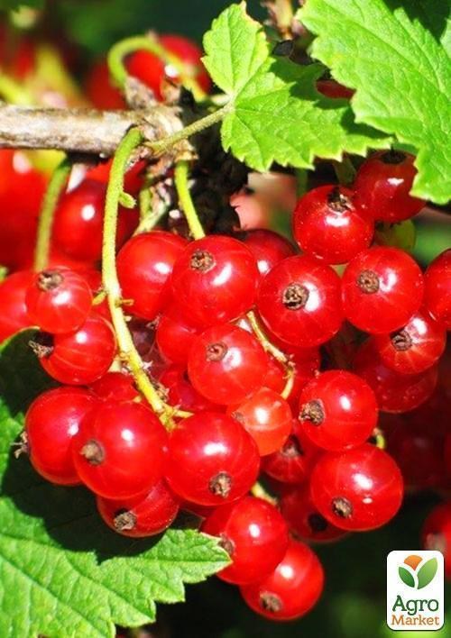 Эксклюзив! Смородина ярко-красная "Любовь" (Love) (премиальный ремонтантный сорт) - фото 3