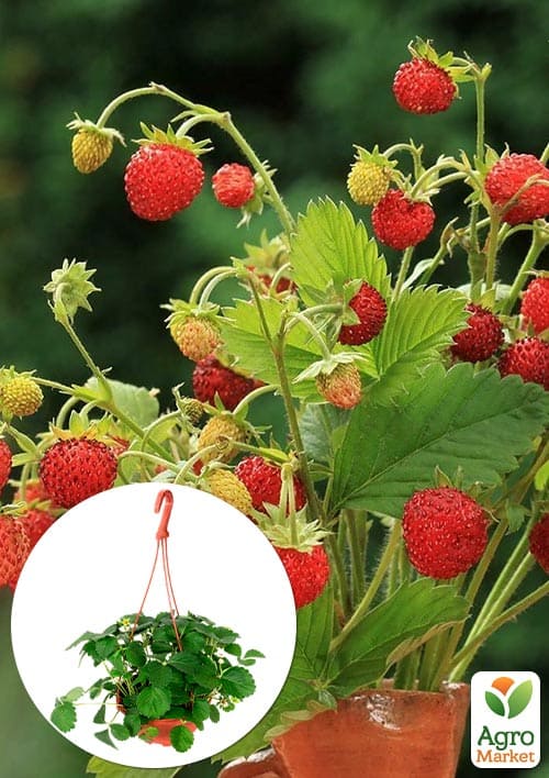 Суниця великоплідна "Барон Солемахер" ремонтантна у підвісному вазоні