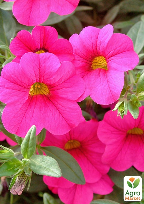 Калибрахоа PortuCal "Compact Pink"  - фото 2