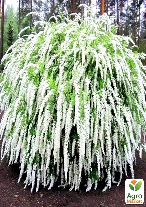 Спирея "Grefsheim" (горшок Р9) 