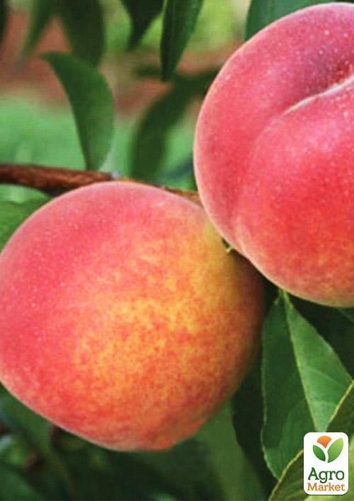 Персик "Казка" (літній сорт, середній термін дозрівання)