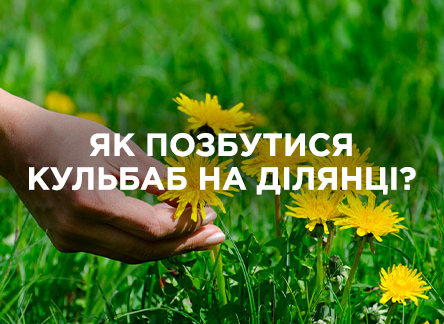 Ефективні методи боротьби з кульбабами