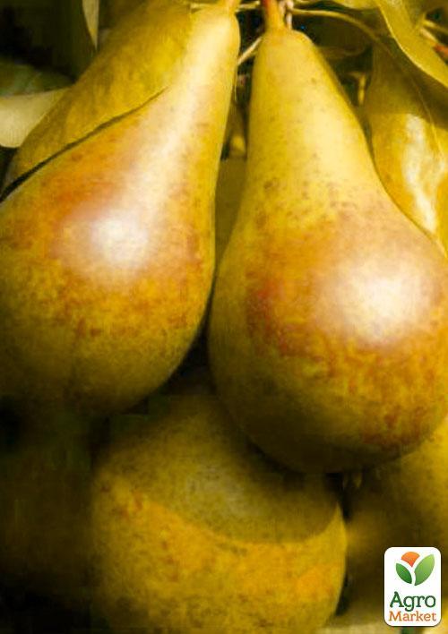 Эксклюзив! Груша солнечного цвета "Медовое наслаждение" (Honey pleasure) (премиальный, высокоурожайный, сочный сорт) - фото 4