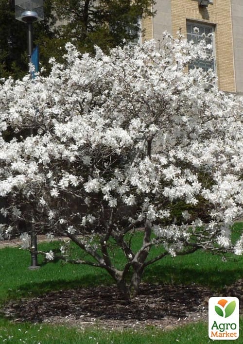 Магнолия 4-х летняя "Stellata" (высота 80-110см) - фото 5