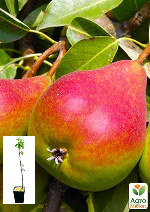 Груша "Генерал Тотлебен" укорененная в контейнере (саженец 2 года)