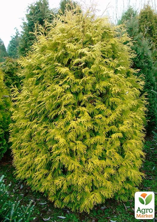 Туя западная "Holmstrup yellow" (вазон P9, 12-15см)