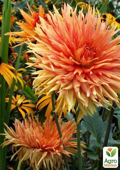 Георгина "Ludwig Helfert" - фото 2