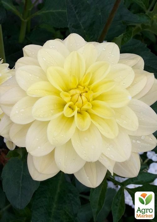 Георгина "Berliner Lemon" (бордюрная)