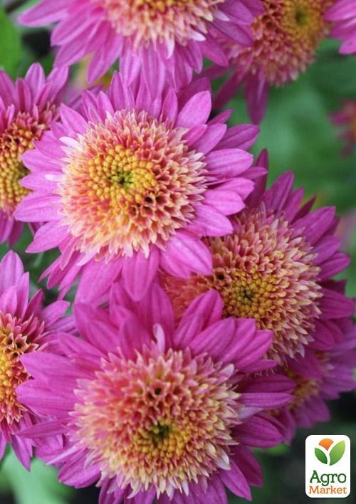 Хризантема корейская "Донецкий этюд"