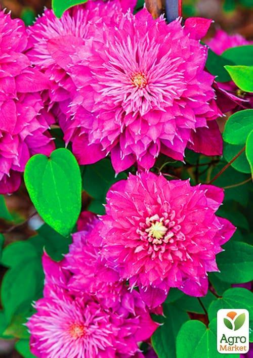 Клематис "Blushing Lady"