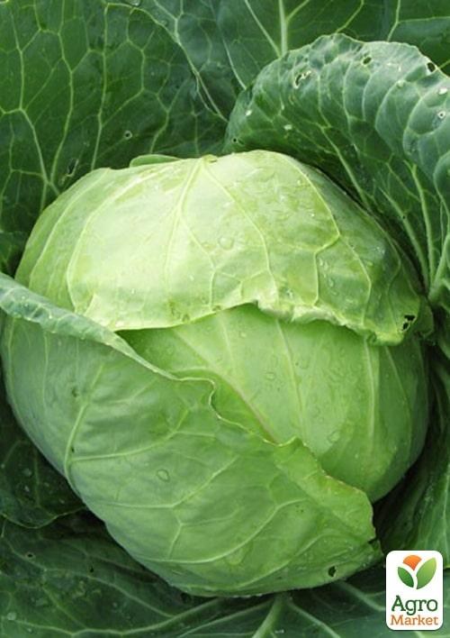 Капуста білокачанна "Баланс F1" ТМ "Lark Seeds" 10000шт