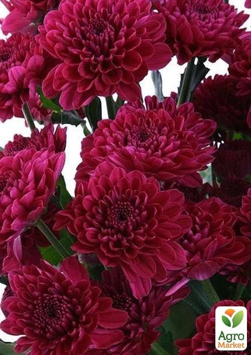 Хризантема кущова "Exopolis"