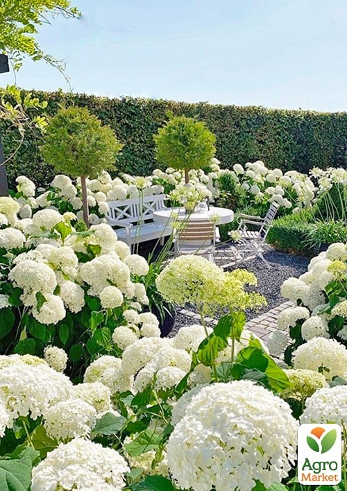 Гортензія 3-х літня деревоподібна "Annabelle" - фото 2