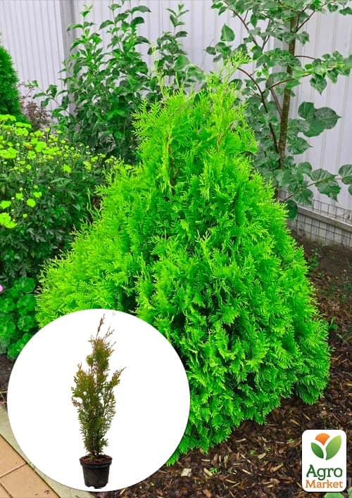 Туя складчатая "Kornik" С3, высота 50-60 см