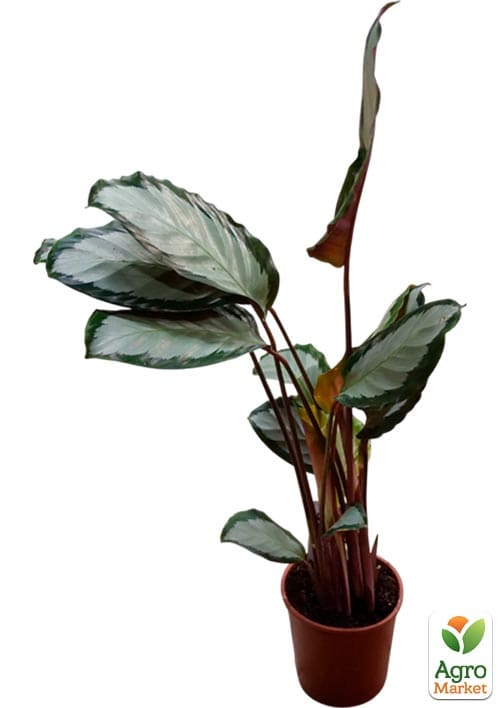 Калатея "Picturata" - фото 5