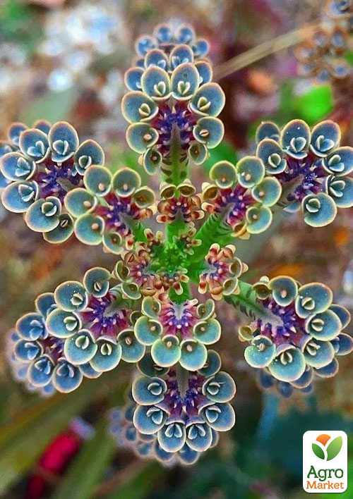 Каланхоэ Трубкоцветное - фото 3