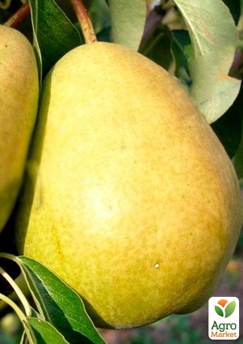 Груша "Снежка" (осенний сорт, средний срок созревания)