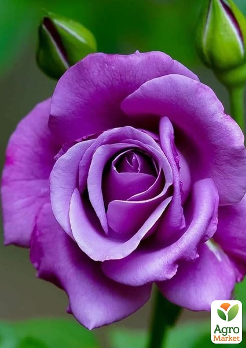 LMTD Роза на штамбе 5-и летняя "Royal Purple" (укорененный саженец в горшке, высота130-150см)