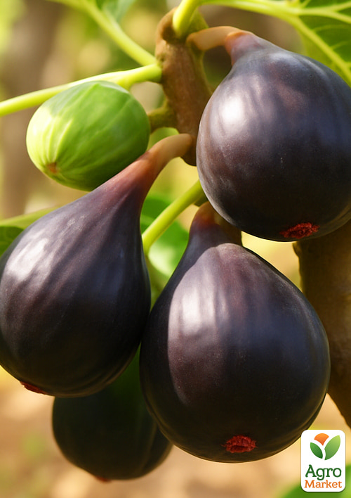 Инжир "Брева" (крупноплодный, самоплодный сорт) - фото 4