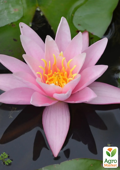 Нимфея "Pink Sensation"