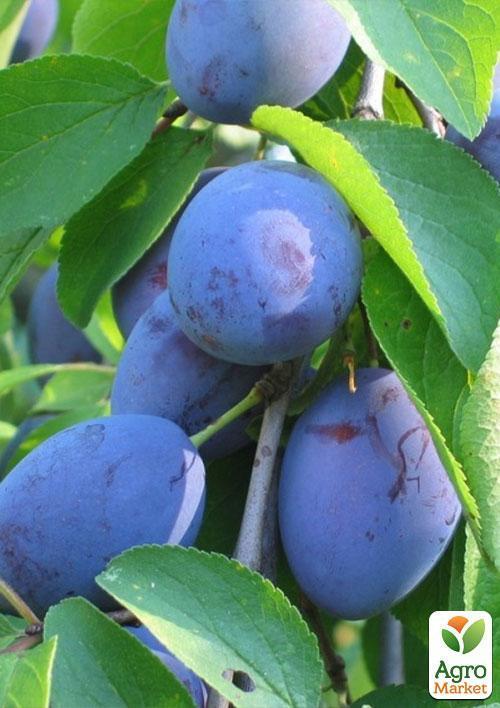 Слива "Кабардинка" (осенний сорт, поздний срок созревания) - фото 4