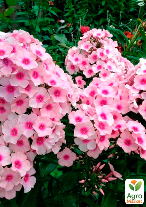 Флокс многолетний "Bright eyees" 1шт в упаковке - фото 2