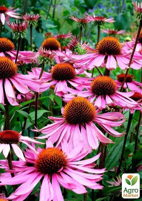 Эхинацея (Зипер) ТМ "Весна" 0,5г - фото 3