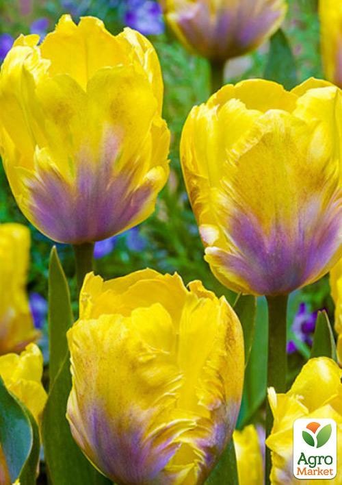 Тюльпан "Yellow Lizard"