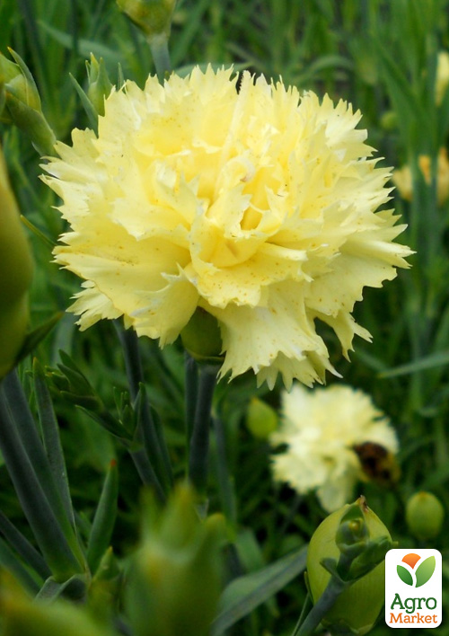 Гвоздика Махровая "Super Trouper Tilda" 