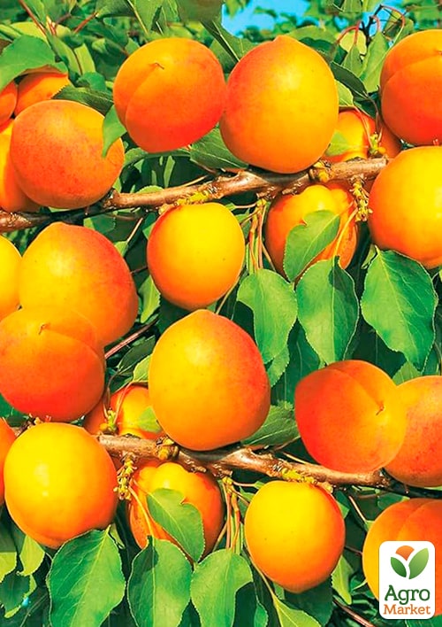 Абрикос "Лука" (ранній термін дозрівання)  - фото 4