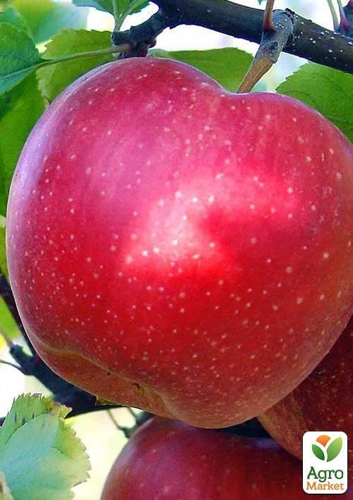 Яблуня "Катерина" (зимовий сорт, пізній термін дозрівання)