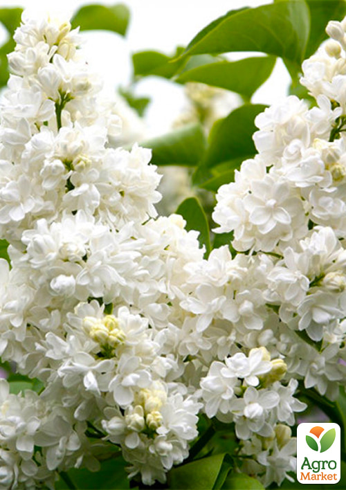 Сирень белая махровая "Мадам Лемуан" - фото 2