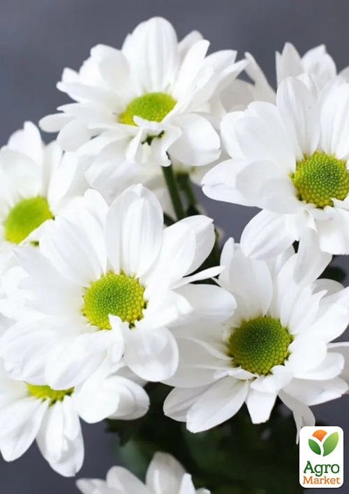 Хризантема кустовая среднецветковая "Jackson White" 