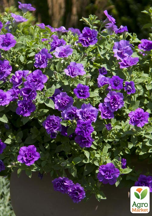 Петуния полуампельная Sweet Sunshine "Provence" 