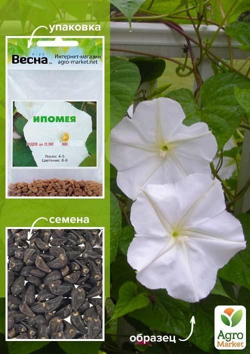 Ипомея белая (Зипер) ТМ "Весна" 1г