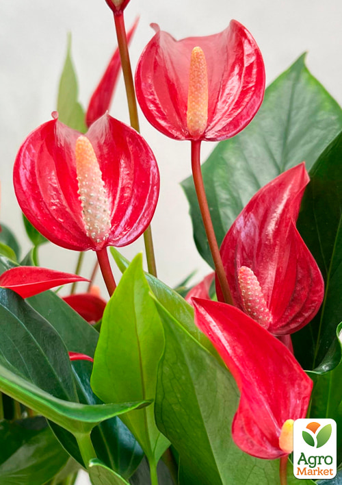 Антуріум (Anthurium) "Lili Red" висота 40-50см - фото 5